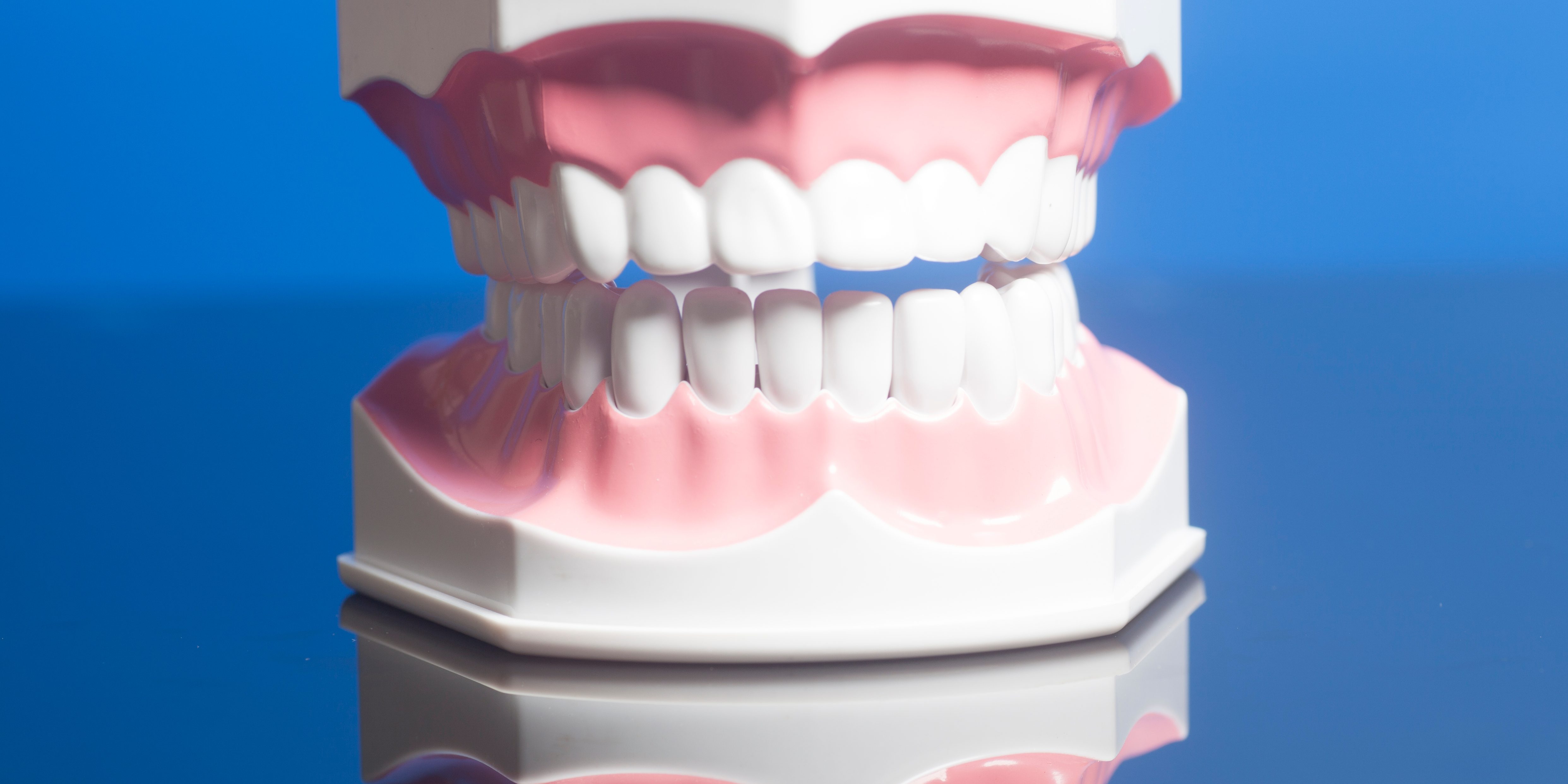 Dental human teeth model