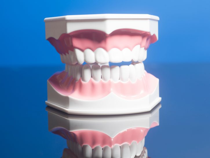 Dental human teeth model