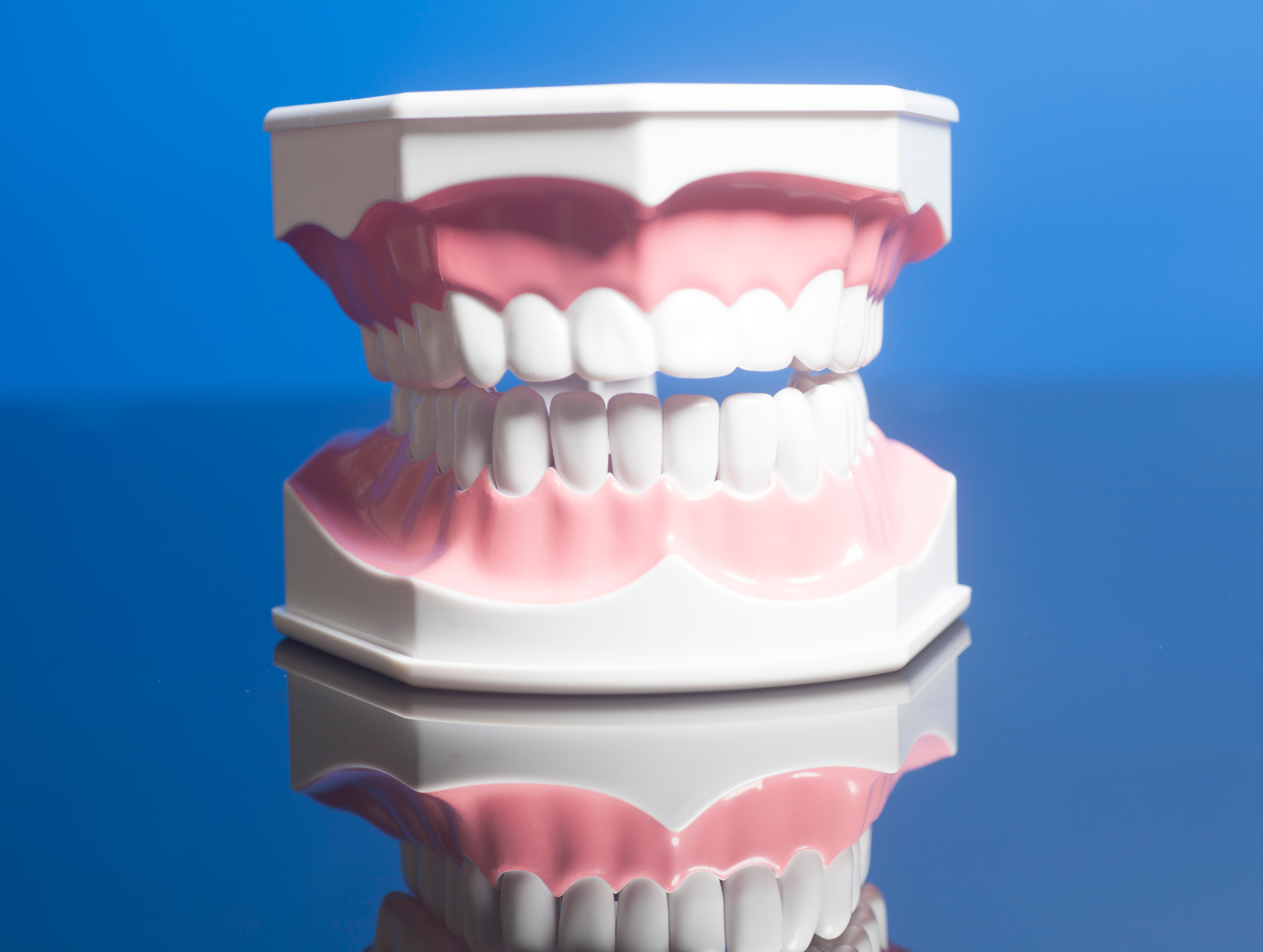Dental human teeth model